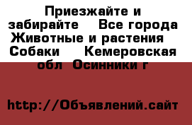 Приезжайте и забирайте. - Все города Животные и растения » Собаки   . Кемеровская обл.,Осинники г.